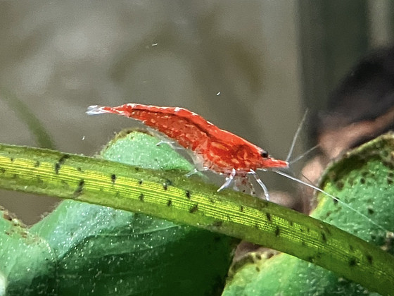Punased krevetid/cherry shrimp