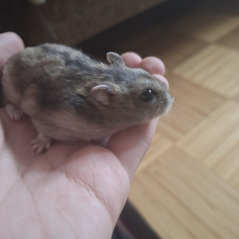 Хомяки джунгарские