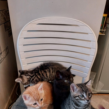 Kassipojad. Котята.