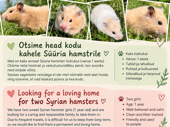Süüria hamster