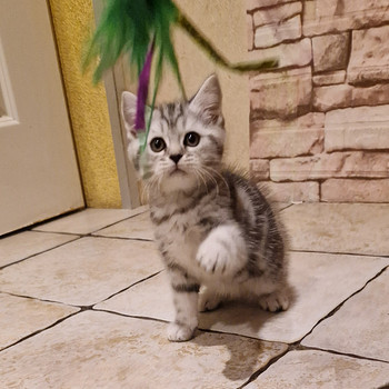 Серебристые котята