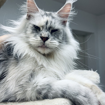 Maine Coon