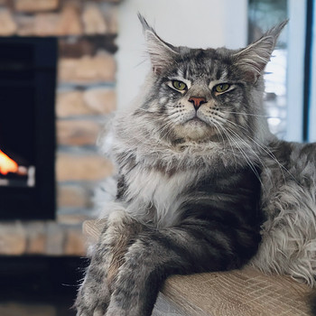 Maine Coon