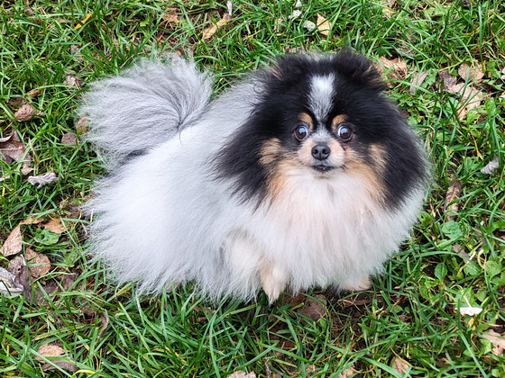 Pomeranian