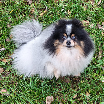 Pomeranian