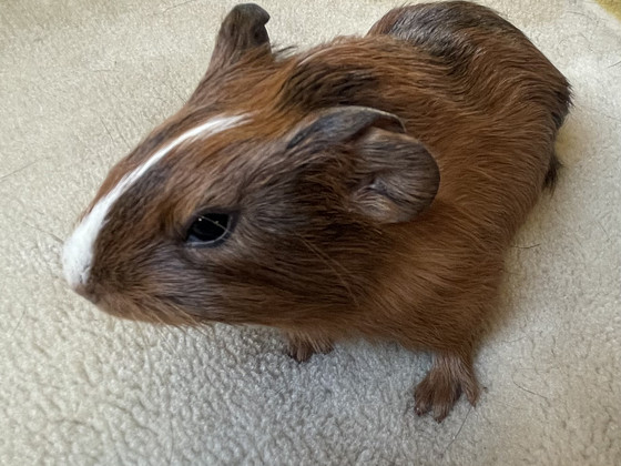 Merisiga