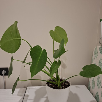 Monstera
