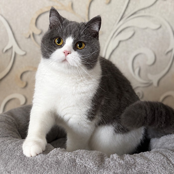 Британская кошка (самка)