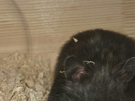 Müüa süüria hamster koos puuri ja hädavajalikuga