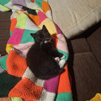 Котёнок британской кошки