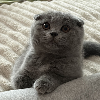 Котёнок Scottish Fold, самец (кастрирован)