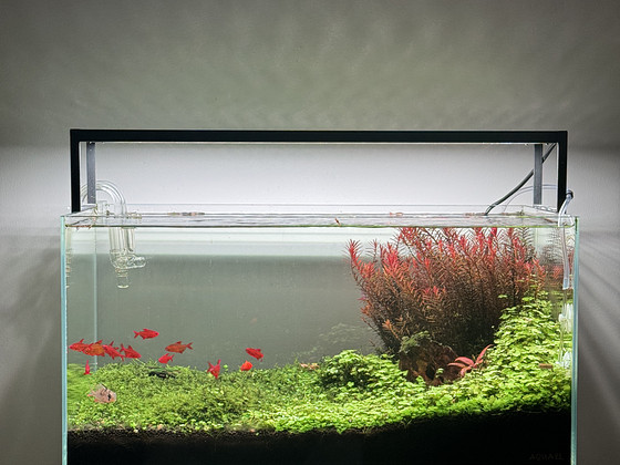 54L Full Aquascaped Aquarium Setup with CO2