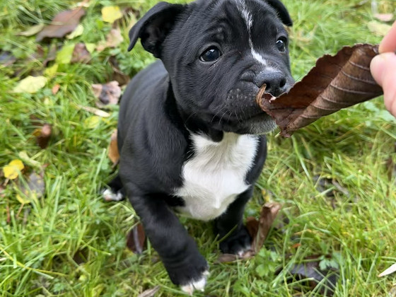 Staffi bully