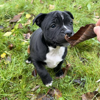 Staffi bully