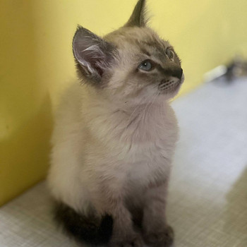 Дорогой котёнок ищет дом!