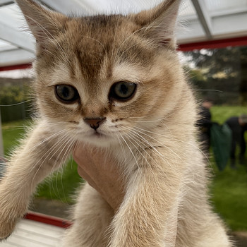 Британский короткошёрстный котёнок