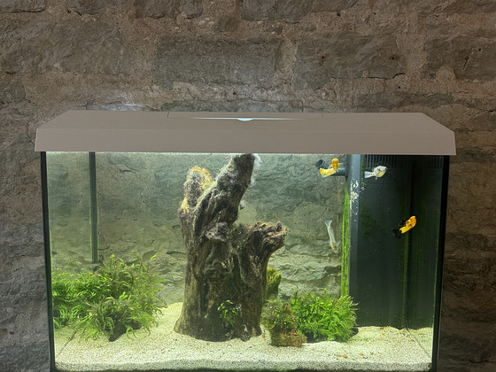 70L Brackish Water Tank with Pufferfish