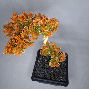 Käsitööna valminud dekoratiivpuu bonsai stiilis (36 cm)