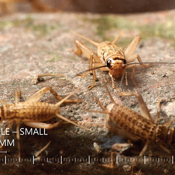 Elusad kilgid, suurus 3 (8–11 mm) | Söödaputukad