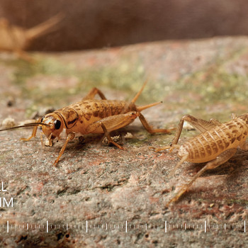 Elusad ritsikad, suurus 2 (6–8 mm) | Söödaputukad