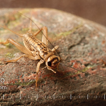 Elusad kilgid, suurus 1 (3–5 mm) | Söödaputukad