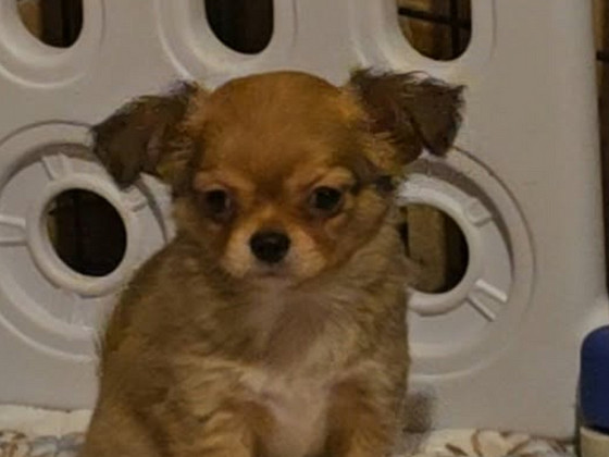 Chihuahua urospentu