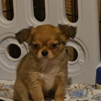 Chihuahua urospentu