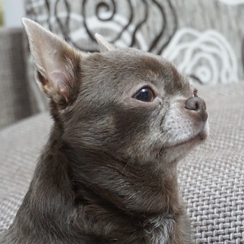 Chihuahua