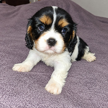 Cavalier King Charles spanjeli kutsikad. 26.10.2026