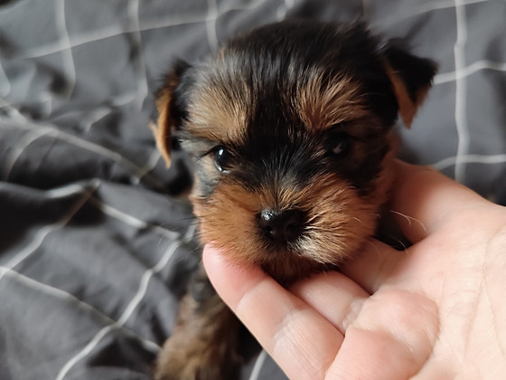 FCI kennel ALDONA S GOLDEN ,девочки