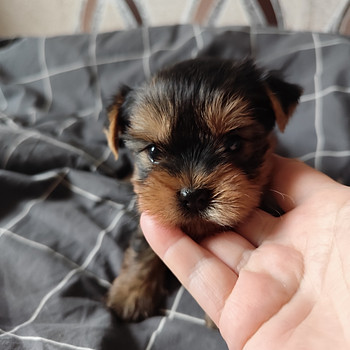 FCI kennel ALDONA S GOLDEN ,девочки
