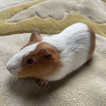 Merisiga