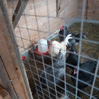 Müüa
