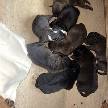 Staffordshiren bullterrier