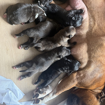 Staffordshiren bullterrier