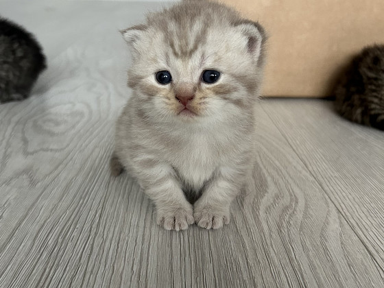 Британские котята