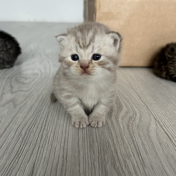 Британские котята