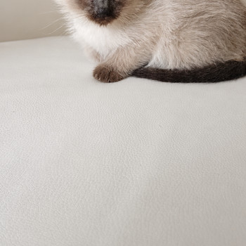 Сиамский котёнок
