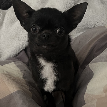 Chihuahua