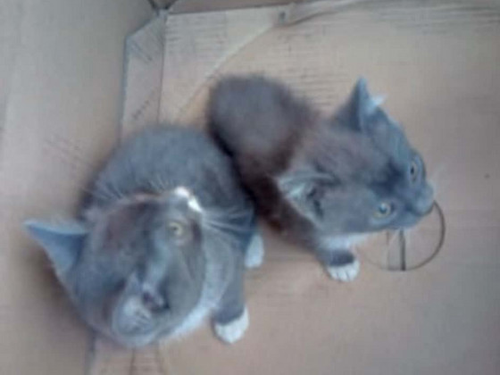 Котята