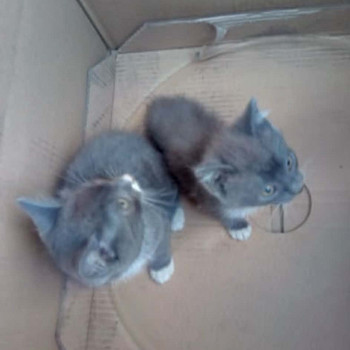 Котята