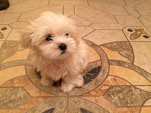 Bichon Maltese puhdasveriset pennut (1 valokuva sivusta 3)