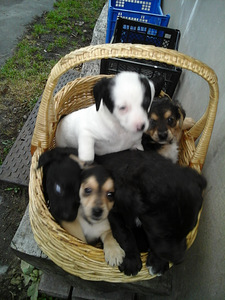 Kucēni (1 foto no 3)