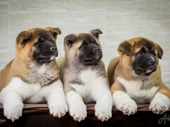 Amerikaņu akitas kucēni