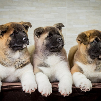 Amerikaņu akitas kucēni