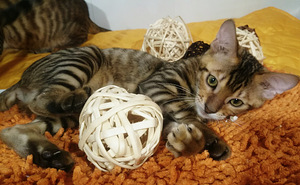 Котята редкой породы (3 фото из 3)