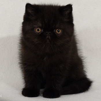Американские экзотические короткошерстные котята - экзоты