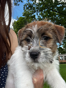 Jack russelli terjeri kutsikad Jacks Fullofjoy (2 foto / 10)