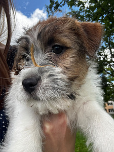 Jack russelli terjeri kutsikad Jacks Fullofjoy (1 foto / 10)