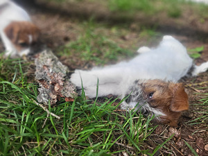 Jack russelli terjeri kutsikad Jacks Fullofjoy (4 foto / 10)